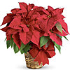Рождественский цветок пуансетия - меленькое изображение 1