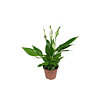 Spathiphyllum Chopin mini - small picture 1