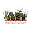  Sansevieria Luxe  - small picture 1