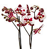 Phalaenopsis spotted in a pot - small picture 2