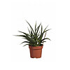 Sansevieria Fernwood Punky - small picture 1