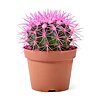 Cactus in a pot with colored thorns - small picture 1