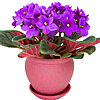 Violet in a pot - small picture 1