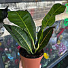 Philodendron - small picture 1