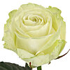 Роза белая поштучно - меленькое изображение 1