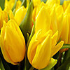 Yellow tulip by the piece - small picture 1