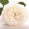 Біла троянда O'Hara поштучно - маленьке зображення 1