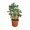 Цитрусовое растение Каламондин - меленькое изображение 1
