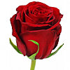 Метровая украинская красная роза поштучно - меленькое изображение 1