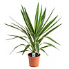 Yucca jewel  - small picture 1