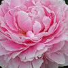 Bouquet of peonies "Unforgettable impression" - small picture 2