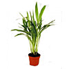 Areca palm - small picture 1