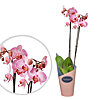 Pink Phalaenopsis in a pot - small picture 1