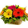 Basket with different color gerberas - small picture 1