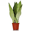 Sansevieria Moonshine - small picture 1