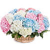 Basket of hydrangeas "Air cloud" - small picture 1