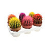 Cactus echinogruson colorful Rainbow - small picture 1