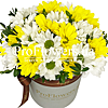 Chrysanthemum box "Sunny Rain" - small picture 1