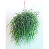 Rhipsalis mix suspended  - small picture 1