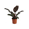 Philodendron Black Cardinal - small picture 1