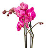 Цветок в горшке "Розовый Фаленопсис" - меленькое изображение 2