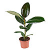 Ficus Robusta in a pot - small picture 1