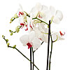 Flowers in a pot "White Phalaenopsis" - small picture 2