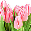 Розовый тюльпан поштучно - меленькое изображение 1