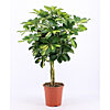 Schefflera Compact on braided trunk - small picture 1