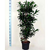 Dracaena Song of the Tiger Brunch - small picture 1