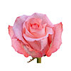 Троянда рожева поштучно - маленьке зображення 1