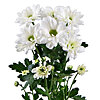 Chrysanthemum white by the piece - small picture 1