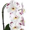 Phalaenopsis white spotted in a pot - small picture 2
