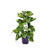 Epipremnum on a support  - small picture 1
