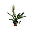 Spathiphyllum Diamond - small picture 1