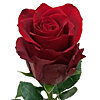 Імпортна червона троянда поштучно - маленьке зображення 1