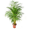 Areca Palm 100 - small picture 1