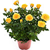 Rose yellow decorative in a pot - small picture 1