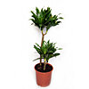 Dracaena Compact 2 stems  - small picture 1