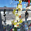 Orchid yellow - small picture 1