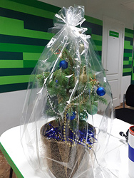 Order with delivery -  Live Christmas tree 40cm