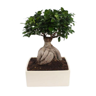 Ficus-bonsai Ginseng