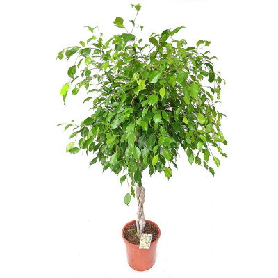 Ficus Benjamina Exotica scythe 