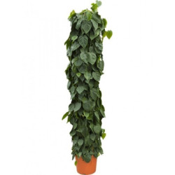 Филодендрон Scandens