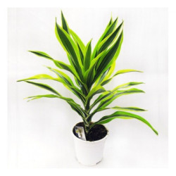 Dracaena