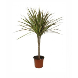 Dracaena