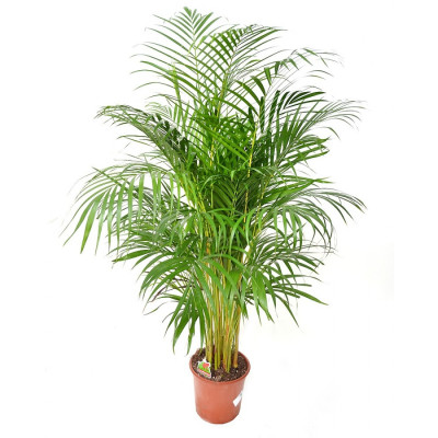 Areca Palm 100