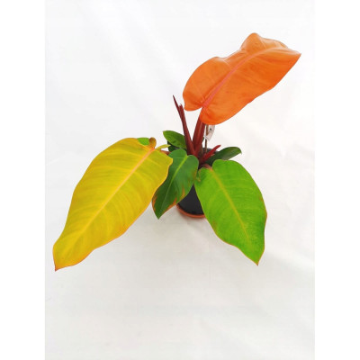 Philodendron Prince of Orange 