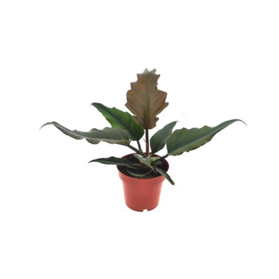 Philodendron Caramel