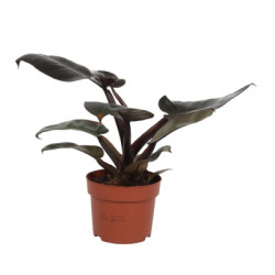 Филодендрон Scandens